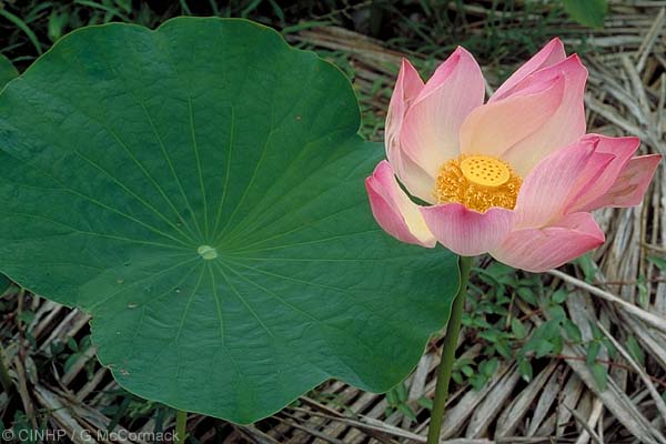 Nelumbo nucifera  (Lotus)