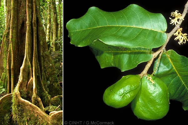 Inocarpus fagifer  (Polynesian Chestnut)
