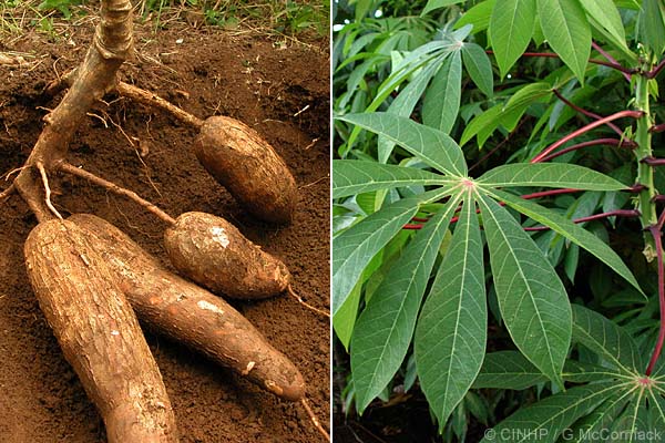 Manihot esculenta  (Cassava)