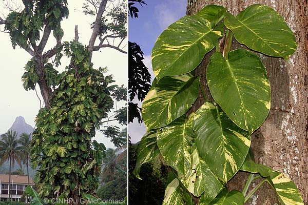 Epipremnum pinnatum cv. Aureum