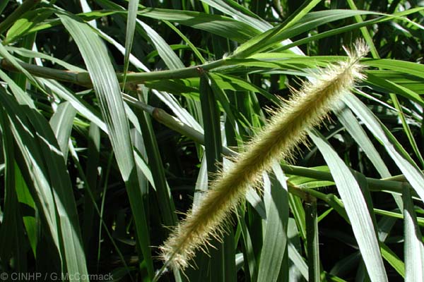 Elephant grass (Pennisetum purpureum)