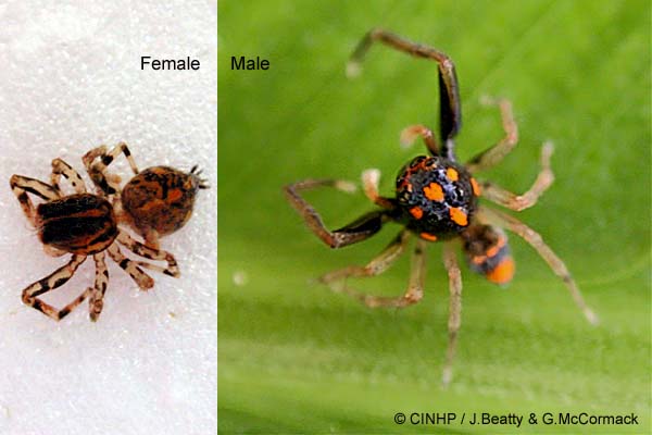 Athamas whitmeei  (a jumping spider)