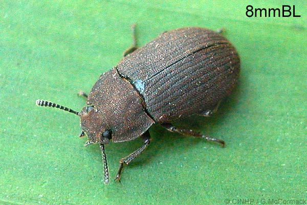 Gonocephalum adpressiforme QQAS  (a darkling beetle)