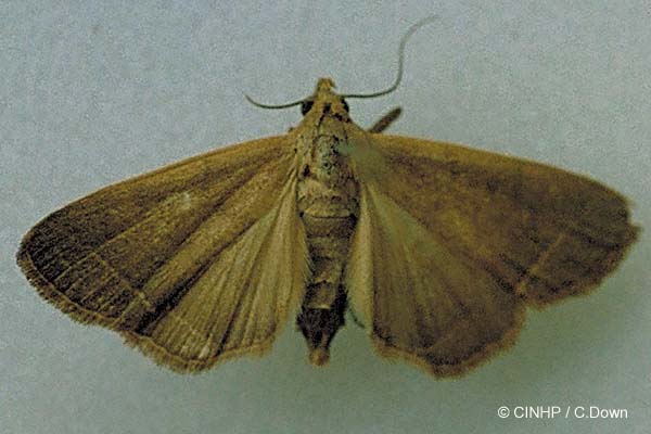 Simplicia caeneusalis  (Noctuid Moth)