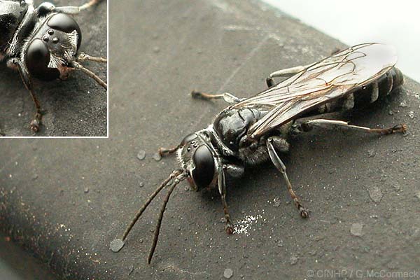 Pison QQMK1  (a burrowing wasp)