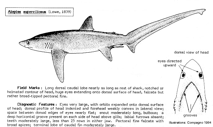 Alopias pelagicus  (Pelagic Thresher Shark)