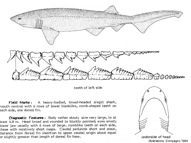 Hexanchus griseus  (Bluntnose Sixgill Shark)