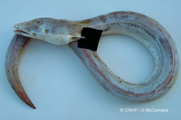 Crocodile Snake eel Brachysomophis crocodilinus Stock Photo - Alamy