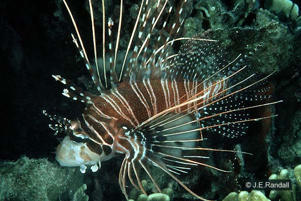 Pterois antennata  (Spotfin Lionfish)