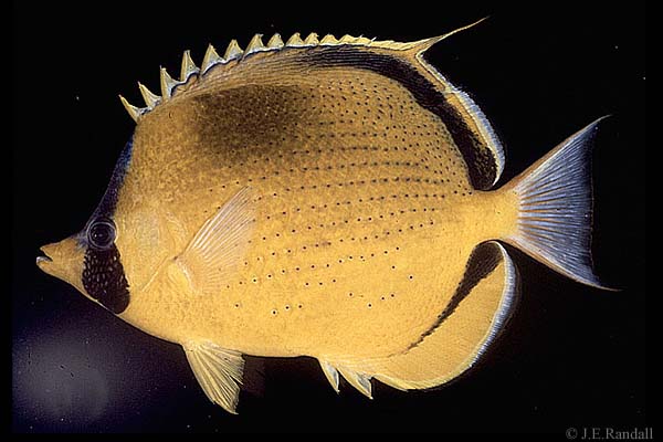 Chaetodon semeion  (Dotted Butterflyfish)