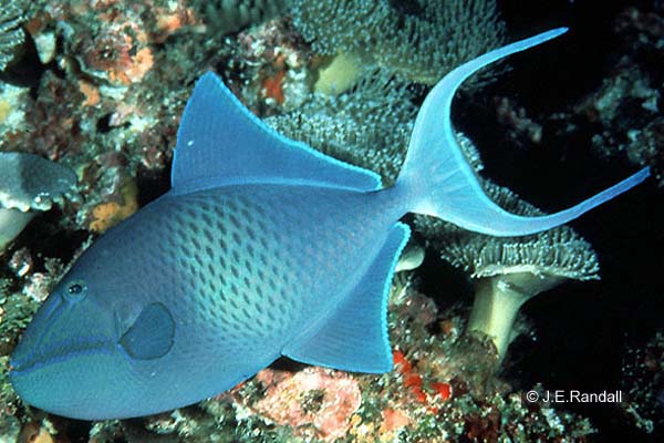 Odonus niger  (Redtooth Triggerfish)
