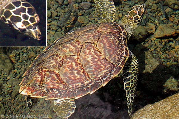 Eretmochelys imbricata  (Hawksbill Turtle)