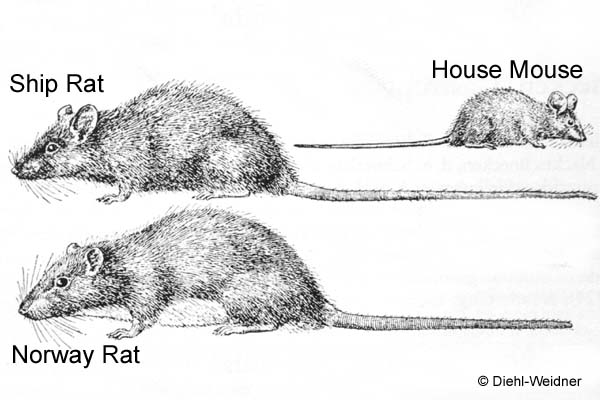 Rattus rattus  (Ship Rat)