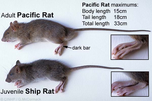 Rattus exulans  (Pacific Rat)