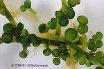 Sea-Grapes Seaweed (Caulerpa racemosa)
