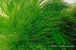 Green-felt Seaweed (Chlorodesmis comosa)