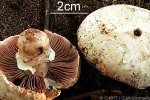 Enlarged Image of 'Agaricus QQRR1'
