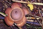 Earthstar Fungus (Geastrum subiculosum)