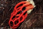 Red Basket-fungus (Clathrus oahuensis QQnr)