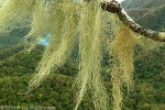 Enlarged Image of 'Usnea nidifica'
