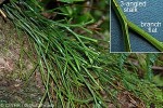 Flat Whisk-fern (Psilotum complanatum)