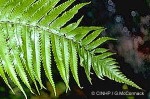 Polynesian Dryopteris Fern (Dryopteris fatuhivensis)