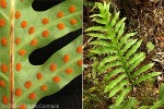 Unscented Oak-leaf Fern (Microsorum grossum)