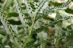 Cook Islands Oak-leaf Fern (Microsorum katuii)