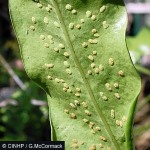 Strap-leaf Fern (Microsorum punctatum X grossum)