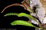 Felt Fern (Pyrrosia serpens)