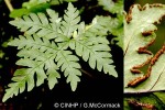 Enlarged Image of 'Cheilanthes concolor'