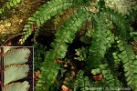 Rosy Maidenhair-fern (Adiantum hispidulum)