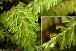 Cloud Filmy-fern (Hymenophyllum polyanthos)