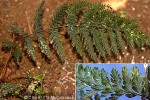 Great Filmy-fern (Trichomanes apiifolium)
