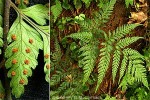Pacific Shield-fern (Lastreopsis pacifica)