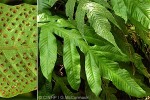 Stream Tectaria (Tectaria decurrens)