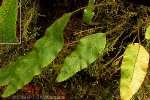 Hairy Tongue-fern (Elaphoglossum samoense)