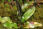 Glossy Tongue-fern (Elaphoglossum savaiense)