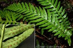 Common Rasp-fern (Doodia media)