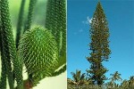 New Caledonia Pine (Araucaria columnaris)