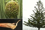Norfolk Pine (Araucaria heterophylla)