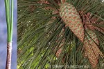Caribbean Pine (Pinus caribaea)