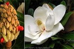 Large-flowered Magnolia (Magnolia grandiflora)