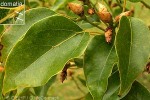 Camphor Tree (Cinnamomum camphora)
