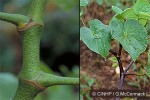 Kava Shrub (Piper methysticum)