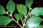 Enlarged Image of 'Celtis pacifica'