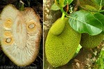Jackfruit (Artocarpus heterophyllus)