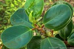 a fig (Ficus QQRR1)