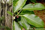 Pacific Banyan (Ficus prolixa)