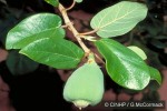 Enlarged Image of 'Ficus pumilia'
